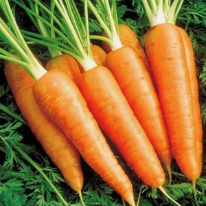 Морковь 2